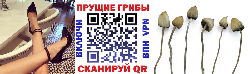 Галлюциногенные грибы Psilocybe  Белебей 